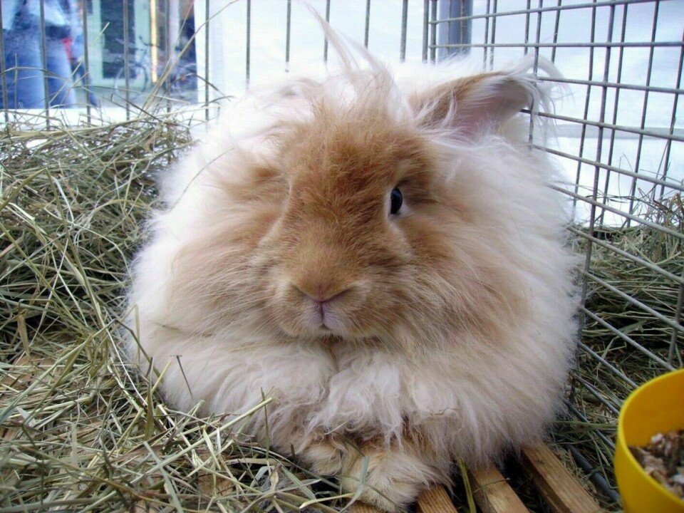 Angora rabbits are medium-sized rabbits used in wool production.