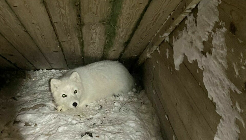 The Arctic fox is about as big as a cat.