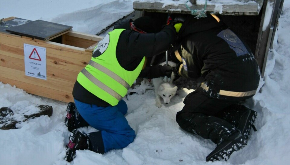 The Arctic fox is taken out of the trap and into a box with ventilation holes.