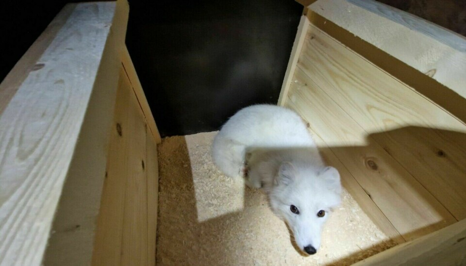 Finally at Oppdal, the Arctic fox can be released from its box.