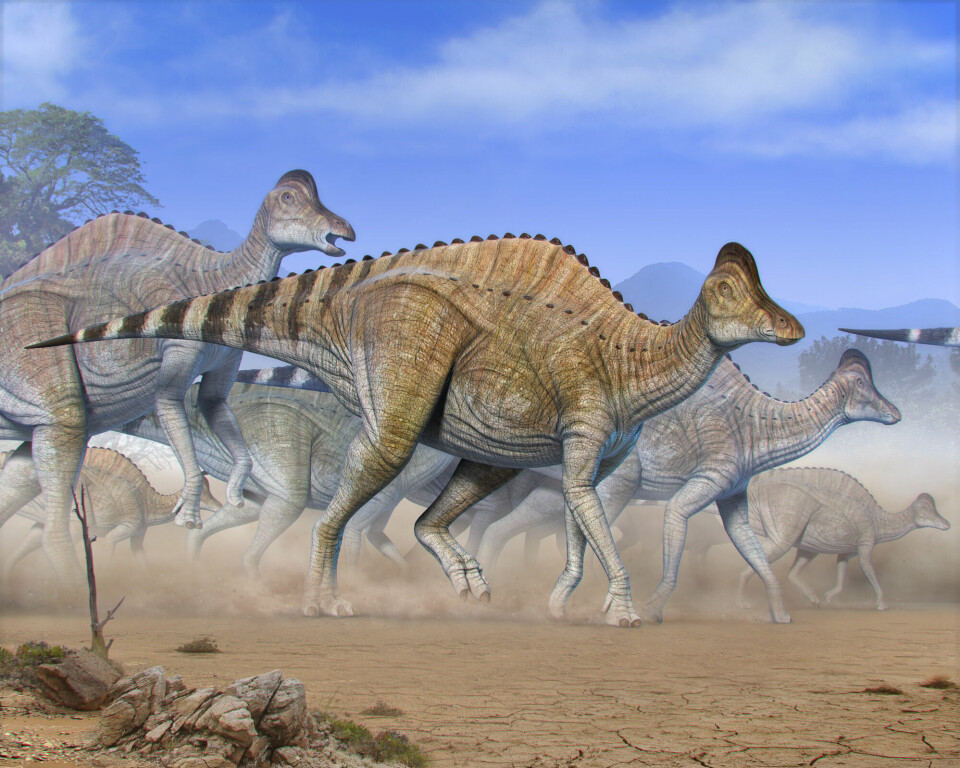 An illustration showing how Hypacrosaurus may have looked.