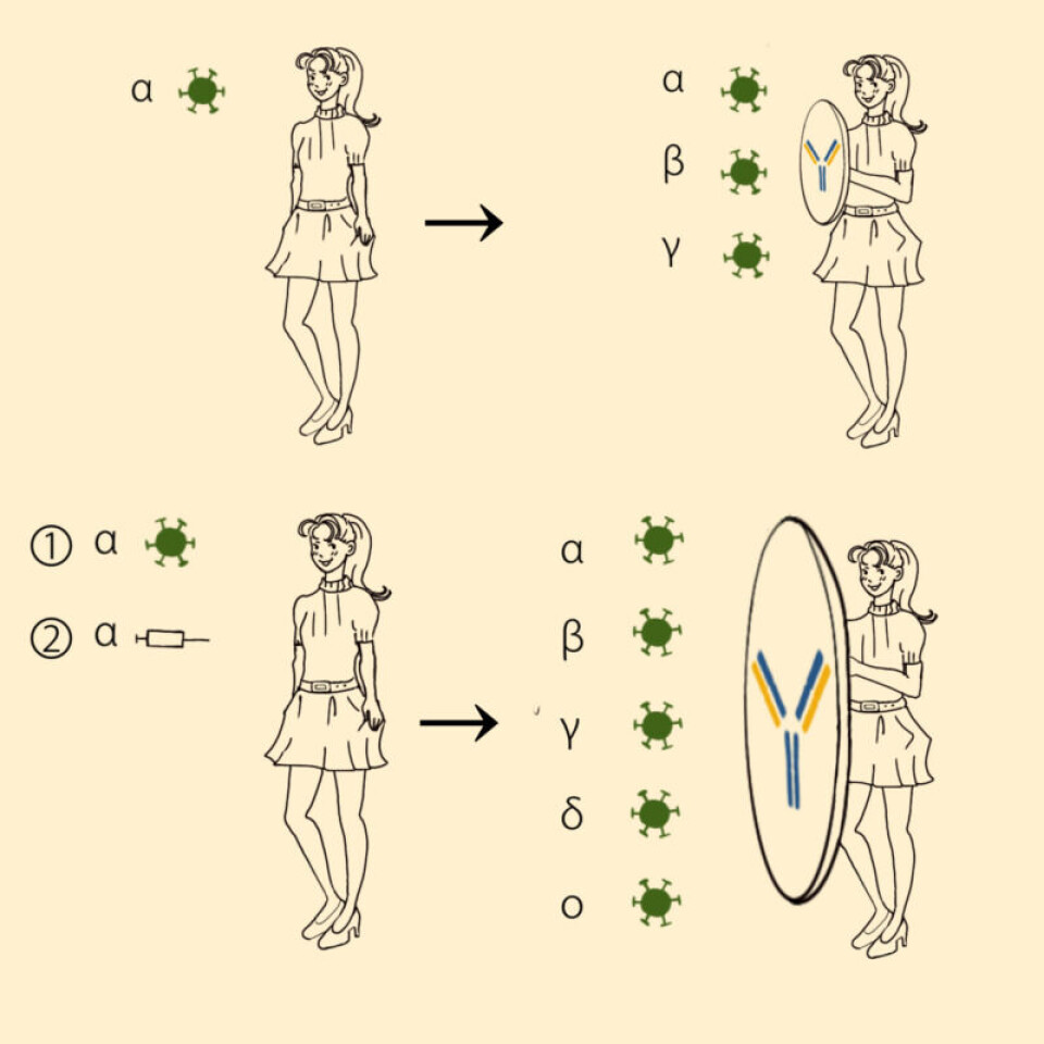 Top: A person is infected by the Alpha variant of SARS-CoV-2. Within a few weeks, antibodies are made that protect the person against the Alpha variant as well as Beta and Gamma variants which are very similar to the Alpha variant. Bottom: A person who (1) has recovered from Covid-19 and who (2) has received mRNA vaccine with components of the Alpha variant develops a strong immune response within a few weeks. The antibodies that are made in the body protect against the Alpha variant, the closely related Beta and Gamma variants as well as the more distantly related Delta and Omicron variants. People who have recovered from Covid-19 and then received the mRNA vaccine are also protected against new variants of SARS-CoV-2.