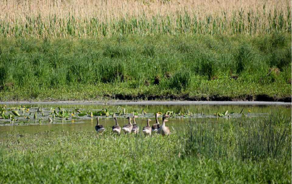 'Restoring wetlands has a far greater effect on climate and biodiversity than any other type of nature. Wetlands are by far the best carbon sinks that not even rainforests can compete with,' researcher Anne Mehlhoop says. 'Restoring wetlands has a far greater effect on climate and biodiversity than any other type of nature. Wetlands are by far the best carbon sinks that not even rainforests can compete with,' researcher Anne Mehlhoop says.