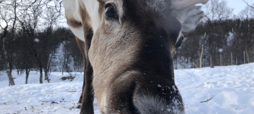 Reindeer sleep while chewing their cud