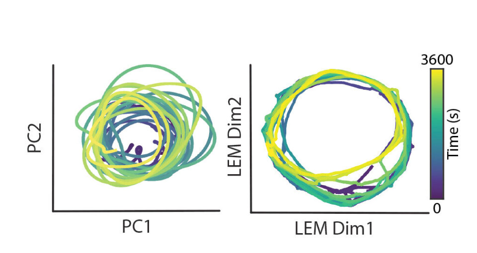 The one ring that rules all neural activity during sequence formation. Episodic memories are made up of sequences of information. This ring structure provides the brain with a prototype for organising sequences of events into memories of unique experiences that can be stored and retrieved when needed. One sequence corresponds to one loop in the ring. 500 cells can be summarised by their position on this ring. The ring-shaped prototype in the entorhinal cortex is a low-dimensional template from which high-dimensional memories can be organised in the hippocampus, one synapse downstream. The one ring that rules all neural activity during sequence formation.
Episodic memories are made up of sequences of information. This ring structure provides the brain with a prototype for organising sequences of events into memories of unique experiences that can be stored and retrieved when needed. One sequence corresponds to one loop in the ring. 500 cells can be summarised by their position on this ring. The ring-shaped prototype in the entorhinal cortex is a low-dimensional template from which high-dimensional memories can be organised in the hippocampus, one synapse downstream.