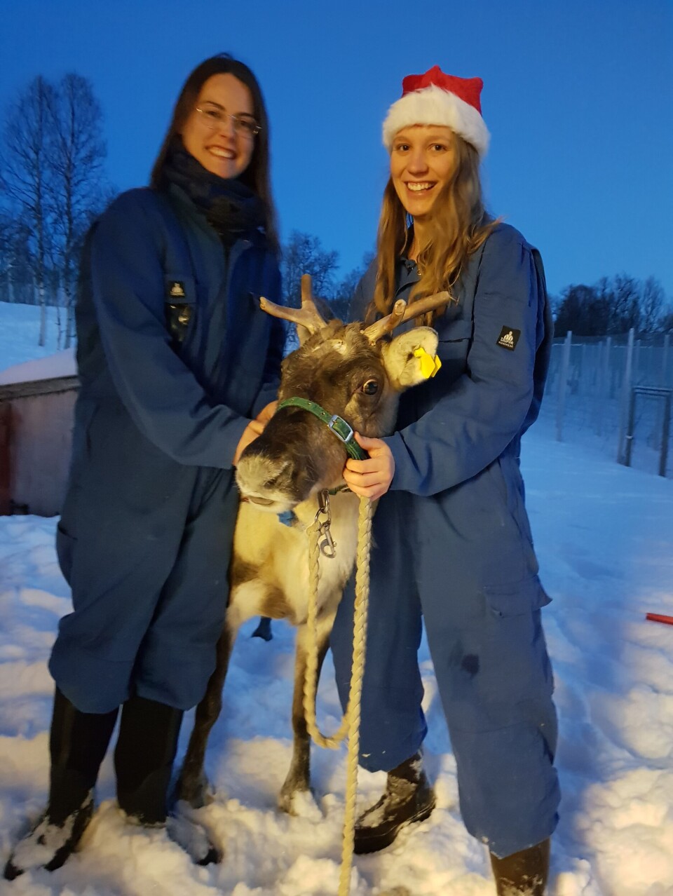 From left: Melanie Furrer and Sara Meier with one of the reindeer in the study. From left: Melanie Furrer and Sara Meier with one of the reindeer.