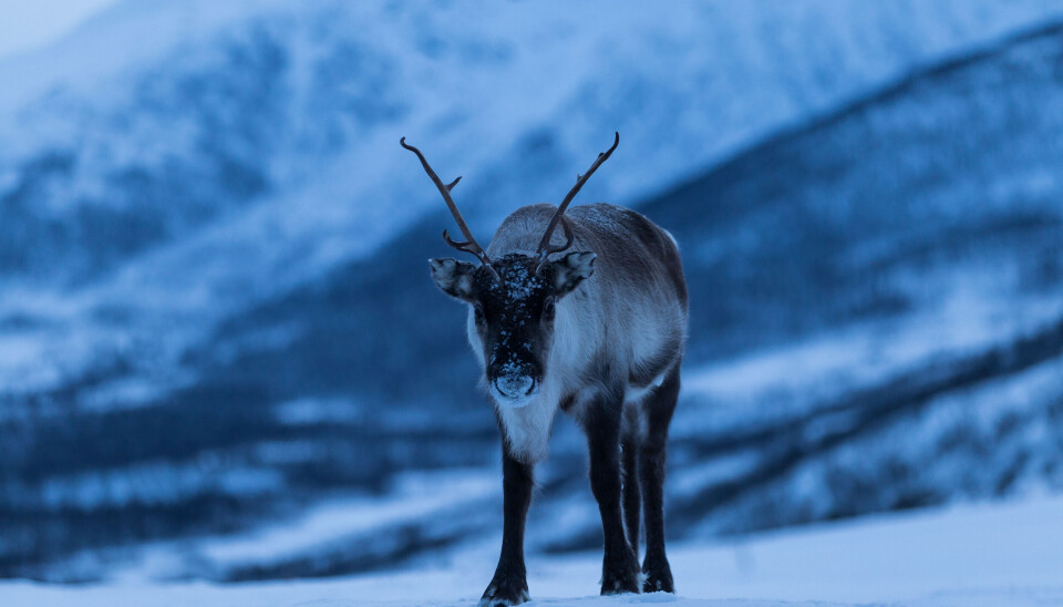 Food is sparse during Arctic winters.