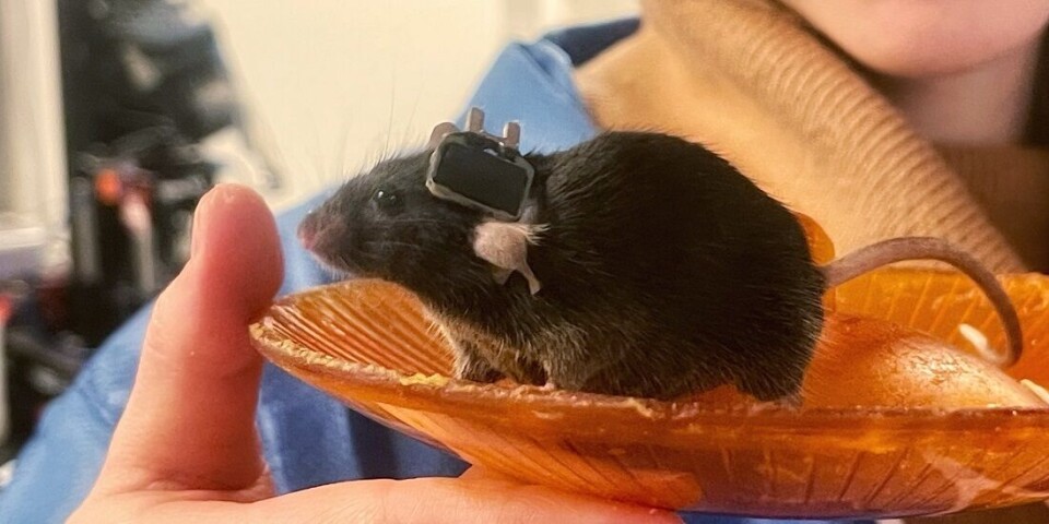 Ludo the mouse took part in an experiment that provides answers about how the brain stores memories in the correct sequence.