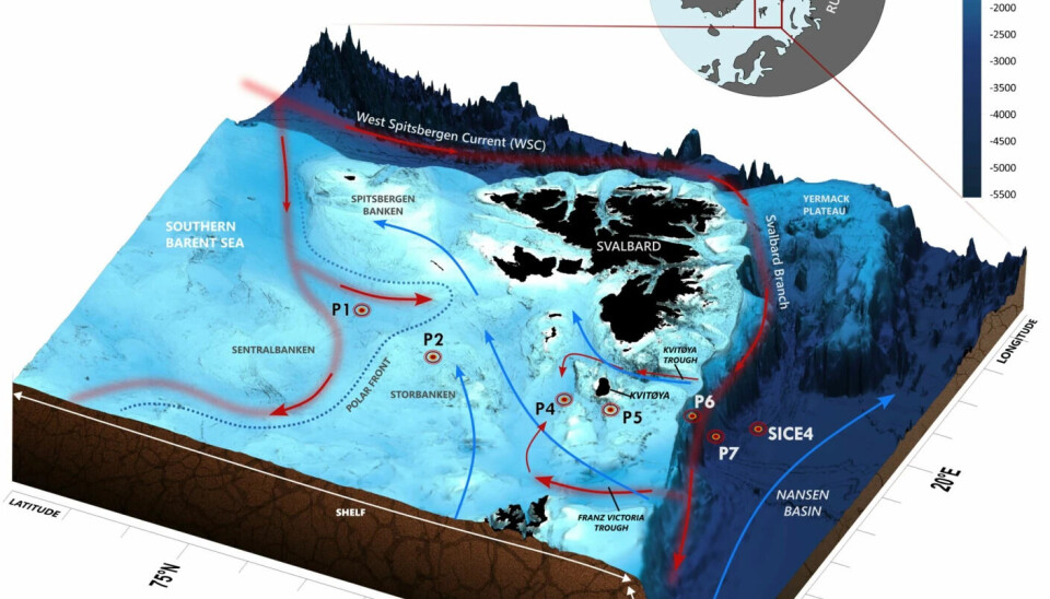 At Spitsbergen Bank near Svalbard, the cold Arctic water from the north (blue arrows) encounters warmer and saltier water from the Atlantic Ocean (red arrows). Points marked P1, P2, and onwards indicate where researchers have studied benthic organisms. At Spitsbergen Bank near Svalbard, the cold Arctic water from the north (blue arrows) encounters warmer and saltier water from the Atlantic Ocean (red arrows). Points marked P1, P2, and onwards indicate where researchers have studied benthic organisms.