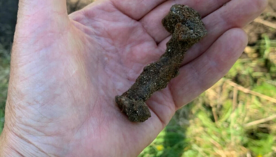 One of the ship rivets found in Herlaugshaugen.