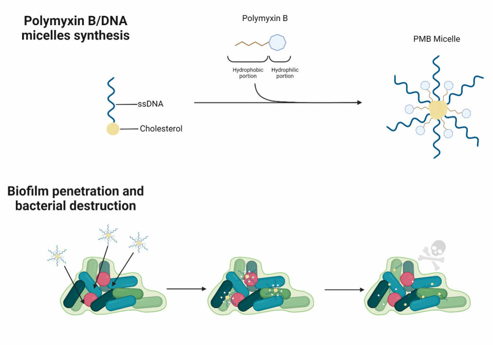 Drug-loaded DNA micelle synthesis and action against biofilm.