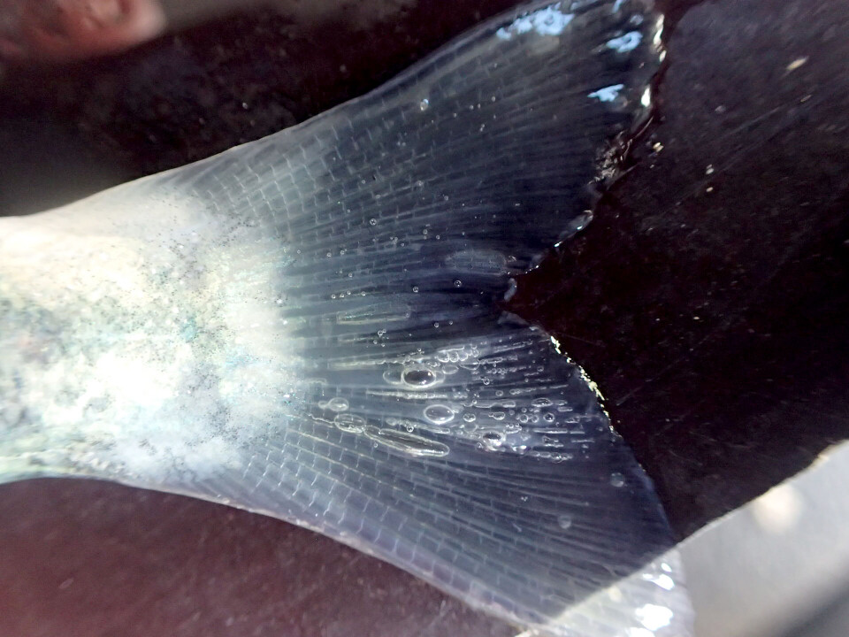 Gas bubble disease in the tail fin of a salmon.