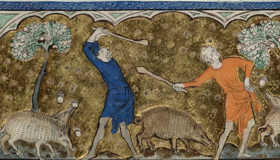 It was common in the Middle Ages to herd pigs into the forest to eat acorns. This illustration is a detail from the Queen Mary Psalter, believed to be from between 1310 and 1320.