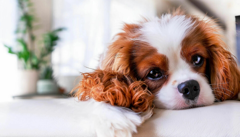 Further breeding of the Cavalier King Charles Spaniel is now prohibited in Norway. (Photo: IrinaMonte / Shutterstock / NTB)