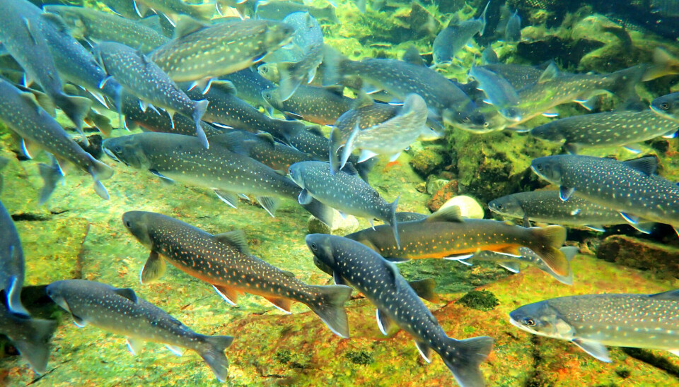 Arctic char is one of the species most likely to be affected by climate change.