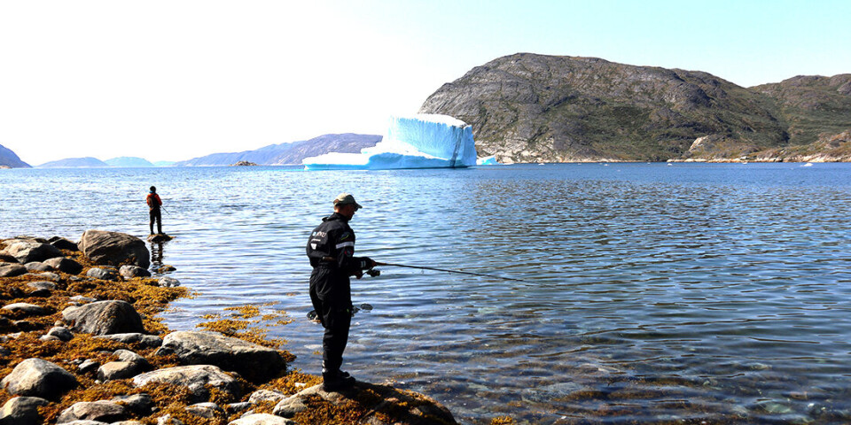 The fish are caught using a rod, perhaps the most pleasurable part of the job.
