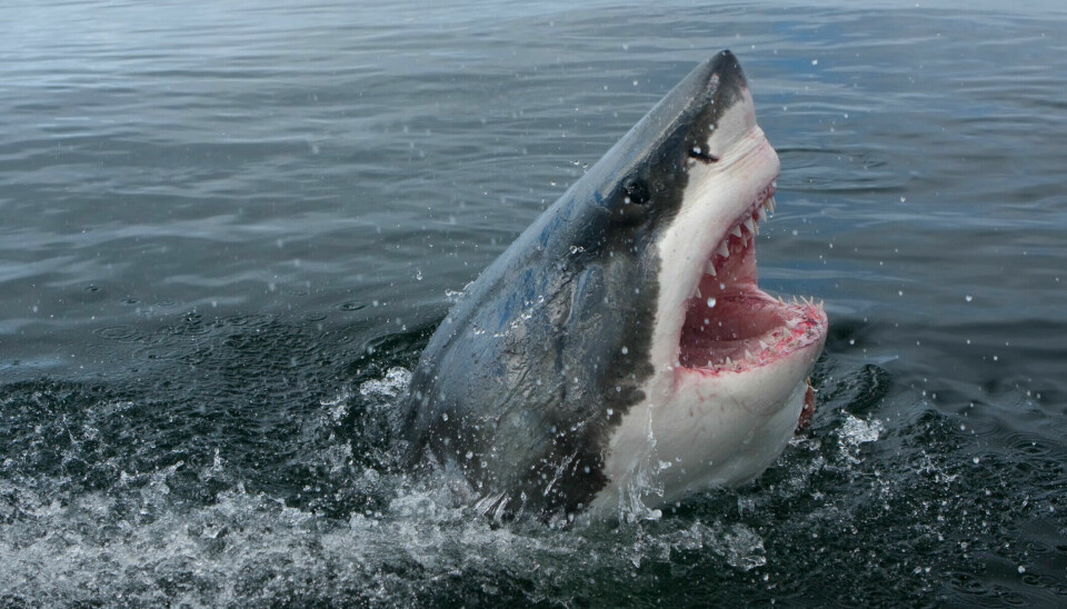 Do great white sharks exist off the coast of Norway?