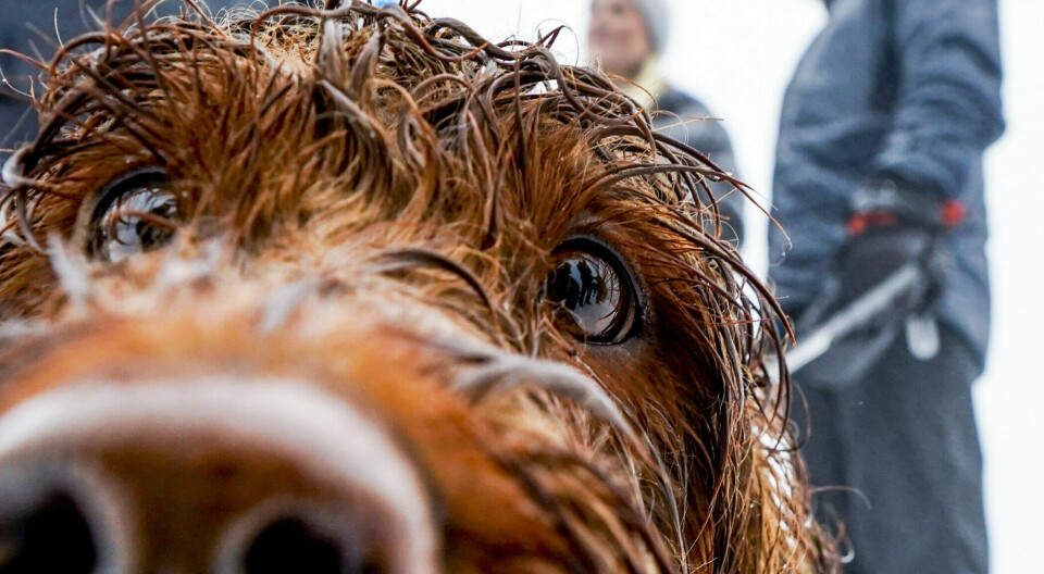 Why do dogs eat poop?