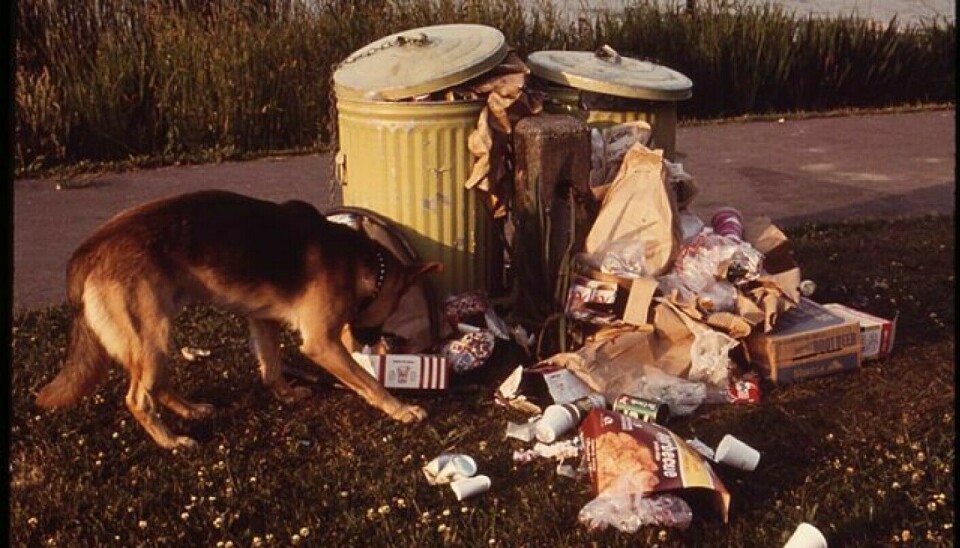 Dogs can eat all sorts of strange things including faeces and remains of dead animals.