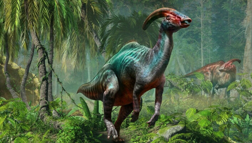 On top of its head, Parasaurolophus had a sound amplifier.