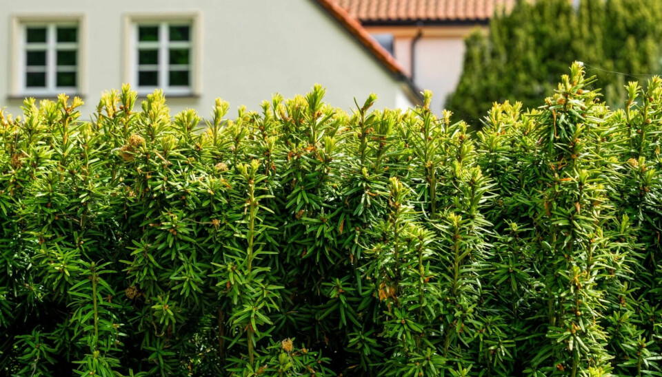 Today, yew is often used as a hedge in Norwegian gardens and in wreaths. Both the wood, needles, and berries are toxic. In the book A Pocket Full of Rye, Agatha Christie killed three people with yew poisoning, according to Charlotte Sletten Bjorå.