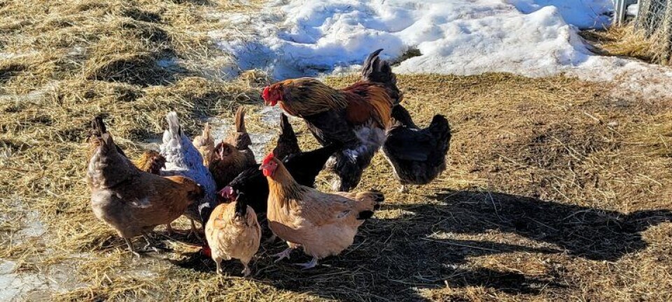 'It's fascinating how all animals are receptive to learning. Even a chicken is eager to learn with the right motivation,' says Jørgensen.
