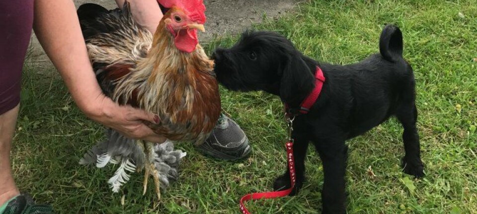 How animals learn: Even a chicken is teachable with the right motivation