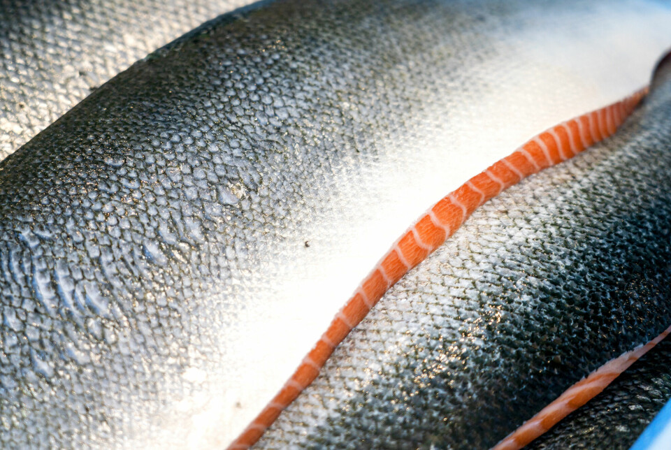 Moderate to large genetic changes have now been detected in 98 salmon stocks, according to a new report. The future of wild salmon is threatened by farmed salmon that have interbred with the population.