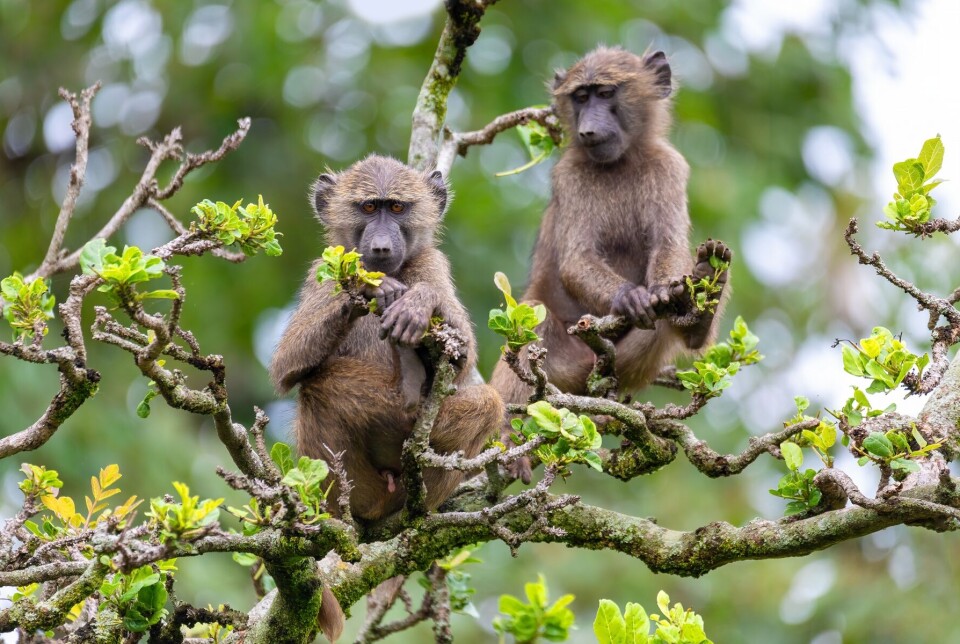 The new insulin medication has been tested on baboons, with promising results. The blood sugar levels of the baboons were lowered.