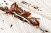 Bed Bugs Norge () Bed Bugs Norge