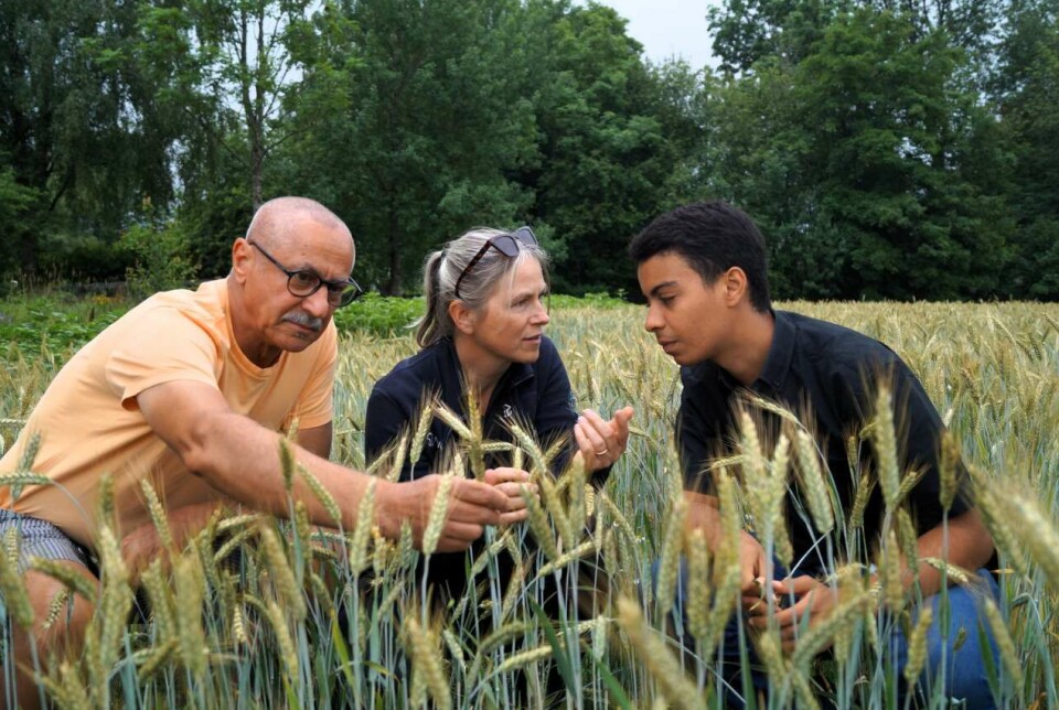 Researcher Andrea Ficke leads the work to investigate the correlation between resistance in plant pathogenic fungi and resistance in Aspergillus fumigatus. Here she is together with senior engineer Jafar Razzaghian (left) and a Brazilian internship student, Mateus Morais.