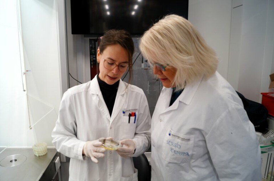 Senior researcher Ida Skaar and her master student, Marte Mølmann Kåråsen, study the resistance level in various isolates of A. fumigatus.