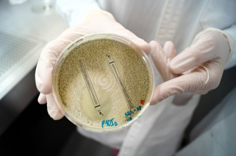 This is what it looks like when researchers examine the degree of resistance in A. fumigatus. The two ‘strips’ each emit their own azole-based inhibitory agent at different concentrations.