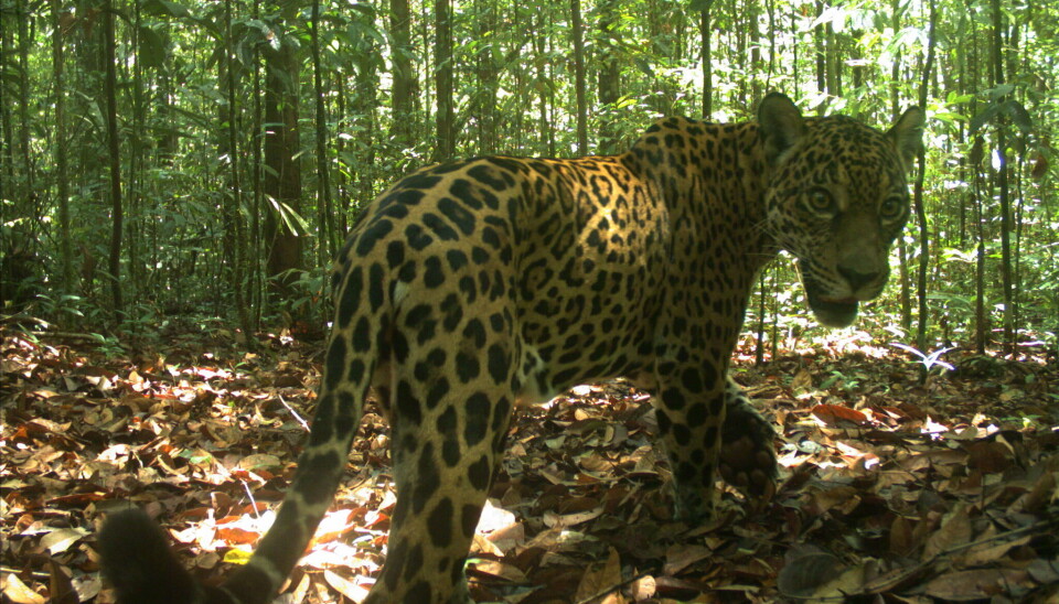 This jaguar was captured by a wildlife camera.