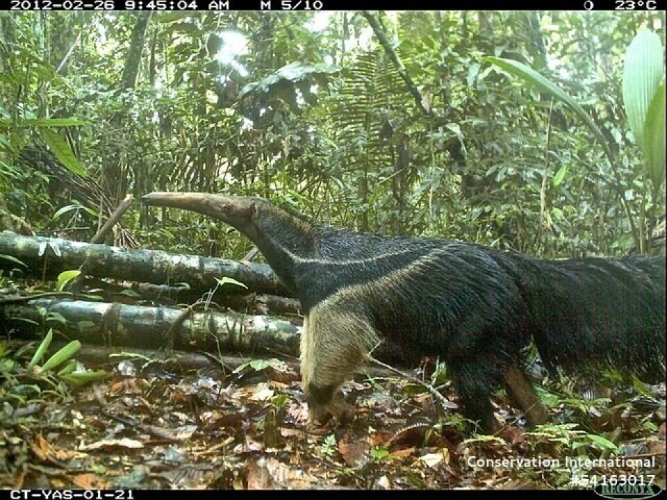 This anteater was captured by a wildlife camera.