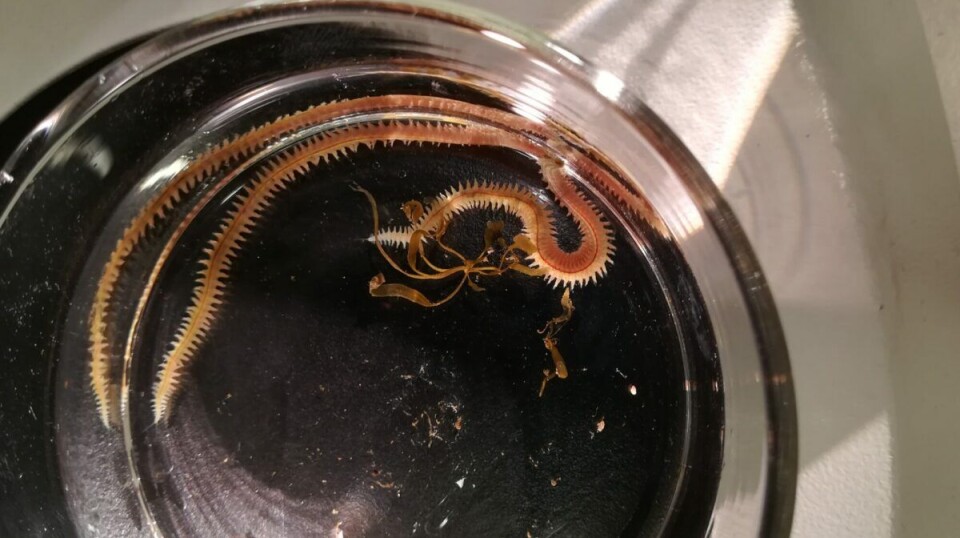A marine ragworm, rich in omega-3s and other fatty acids thanks to its diet of sugar kelp