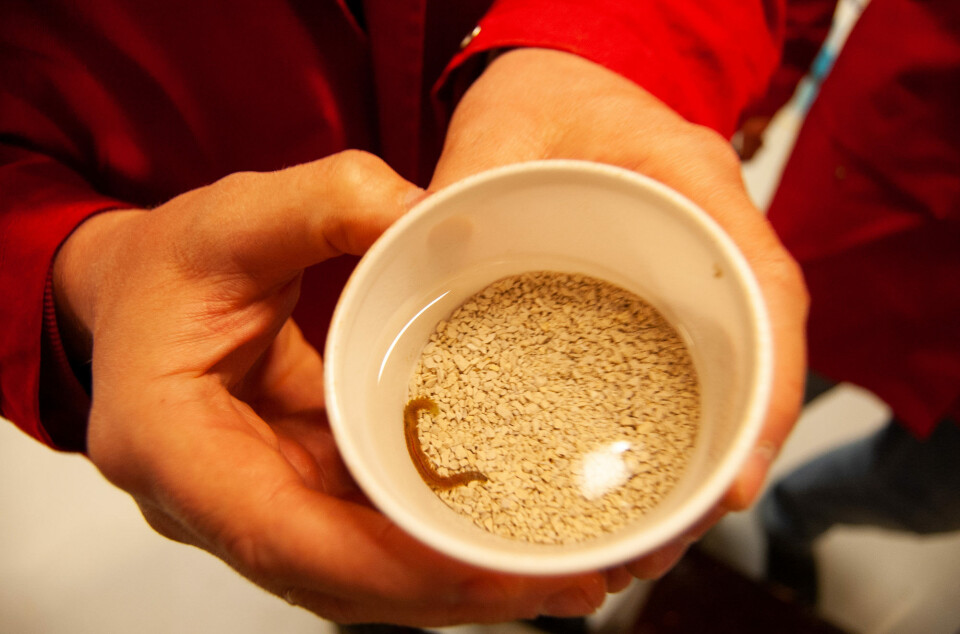 This is what a bristle worm looks like. But is it safe to feed it to farmed salmon, raised for human consumption, after it has been feeding on excrement sludge derived from the salmon themselves?