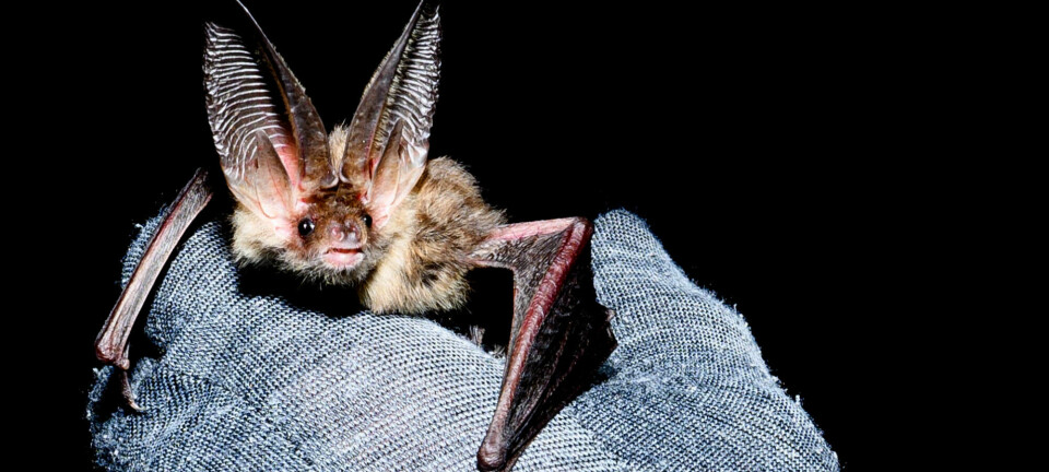 How bats survive Norwegian winter nights
