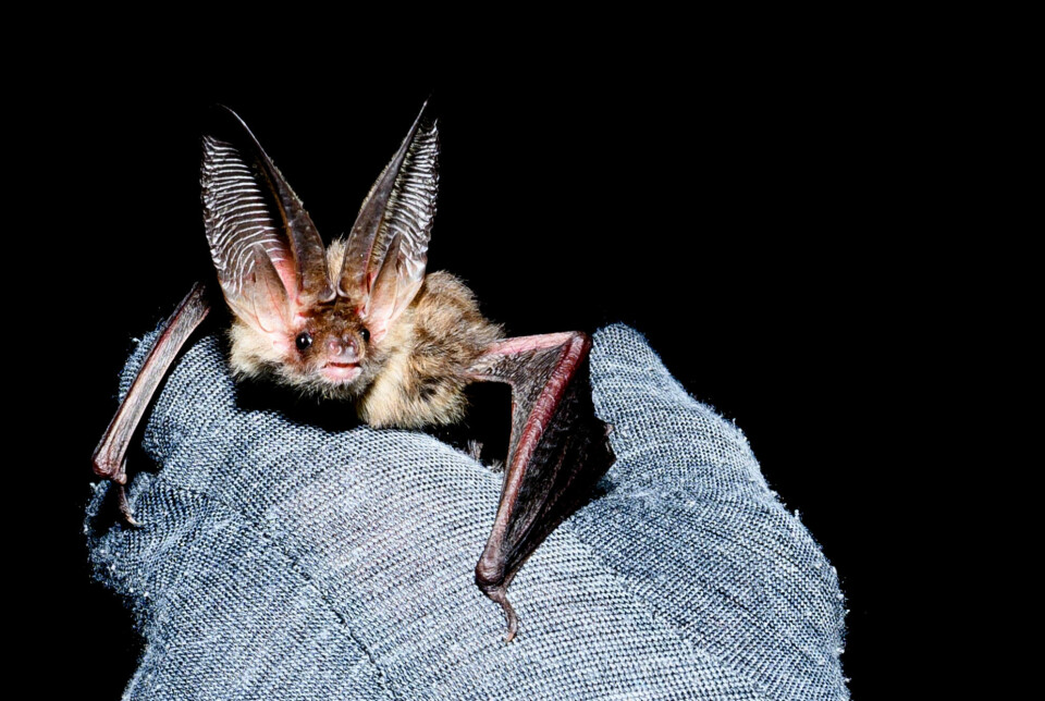 A brown long-eared bat is easily recognisable because of its large ears.