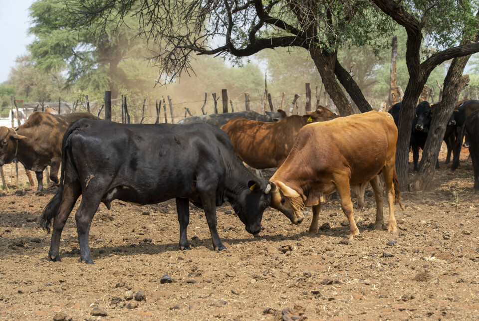 In 2006, Norway signed a free trade agreement with the Southern African Customs Union. The agreement includes a duty-free quota for beef import from Lesotho, Namibia, and Botswana.