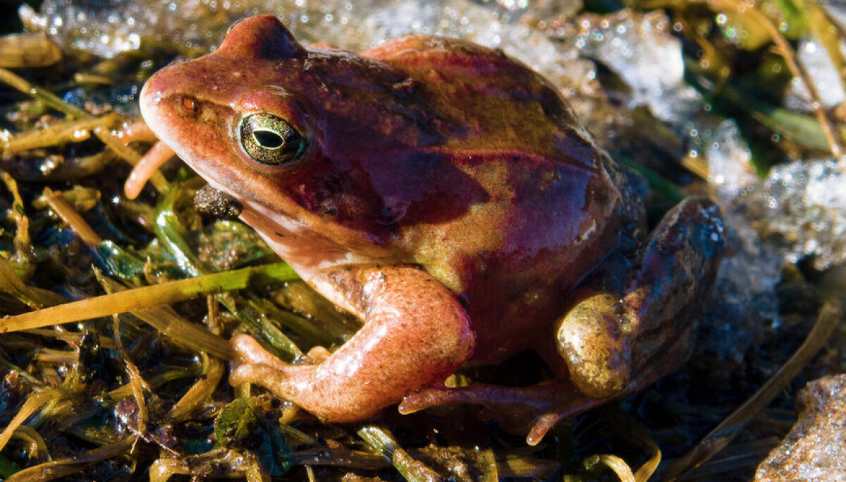 Cold Weather Froggin', Tips for the Earliest Frog Fish