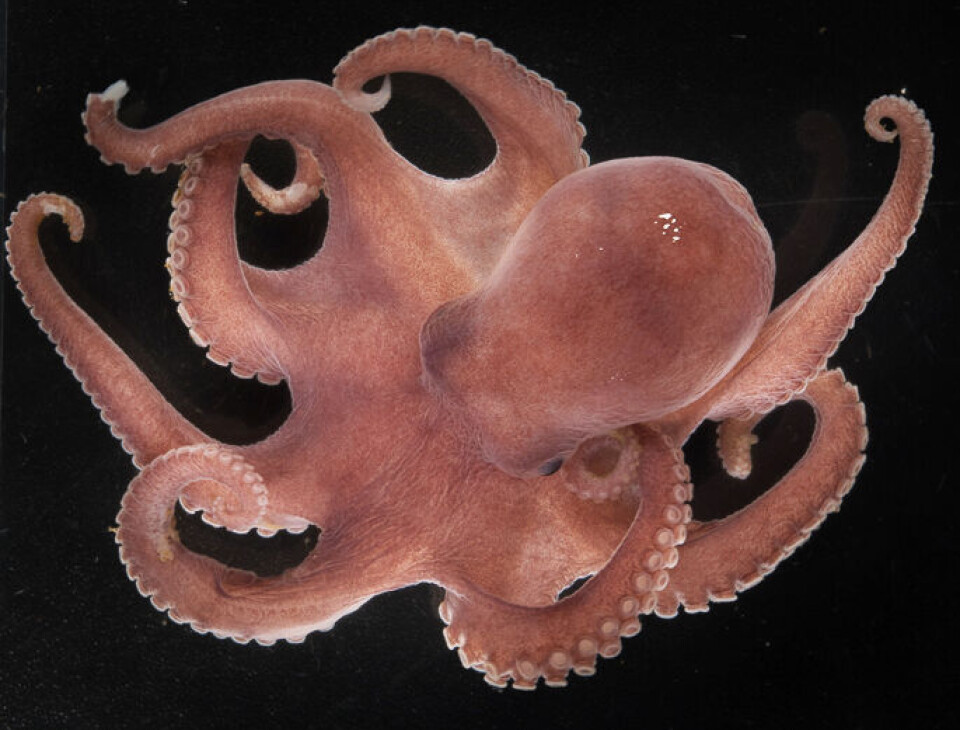 Muusoctopus aegir was previously uknown to science.