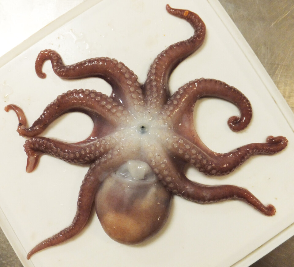 This specimen was part of the catch from the IMR ecosystem survey in 2012, where Golikov participated to collect material.