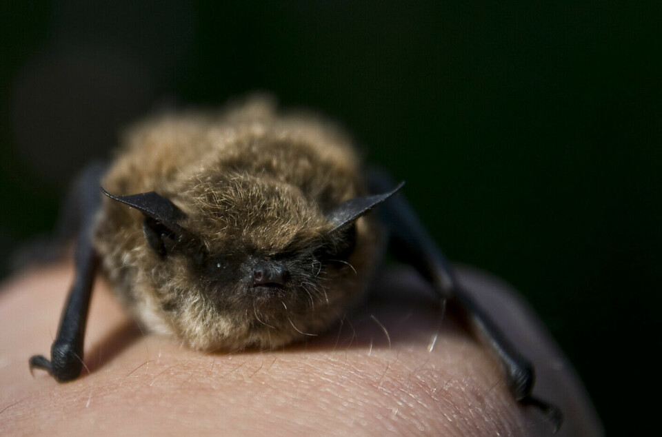 This is a Brandt's bat. It can live to be 40 years old and is found in large parts of southern Norway.