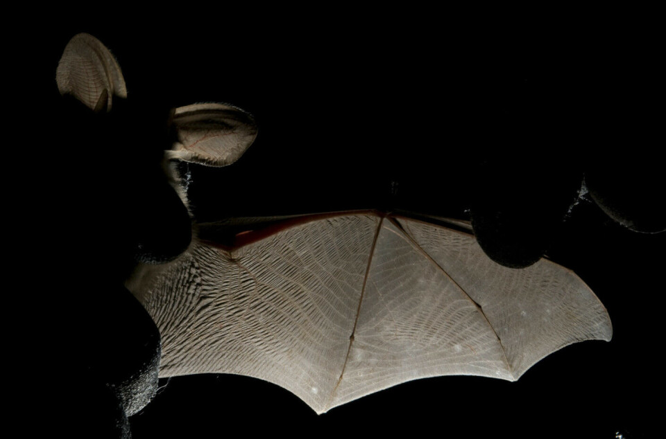 Each bat has a distinctive pattern on its wings.