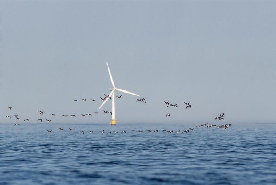 Norwegian bird researchers expect to obtain useful data about migratory birds from weather radars that are designed to register precipitation. Here, a flock of brent geese passing a wind turbine.