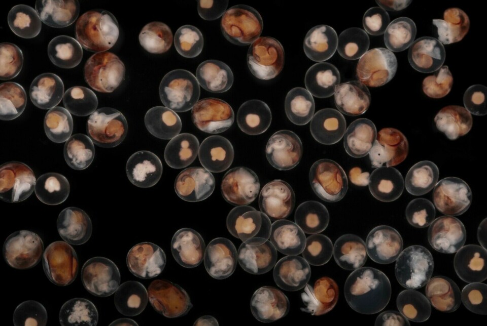 Embryos develop inside a periwinkle snail (Littorina saxatilis).