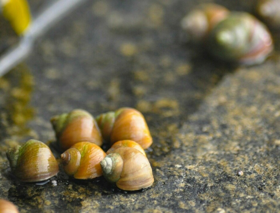 Littorina snails are common on the rocky shores of Europe, the UK, and the East Coast of the USA.
