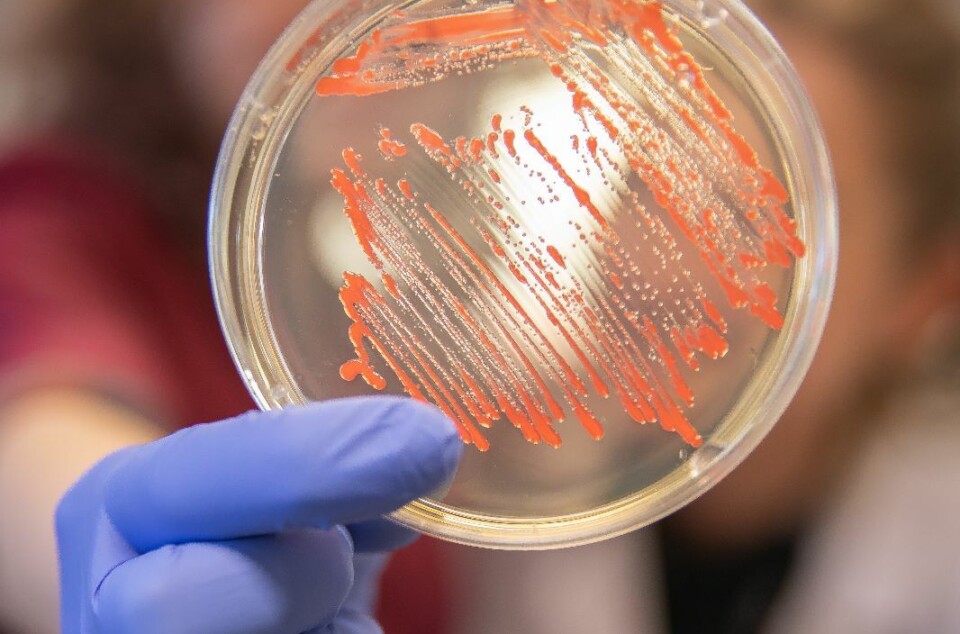 Volha Akulava at the Norwegian University of Life Sciences (NMBU) has researched bacteria in Antarctic meltwater ponds