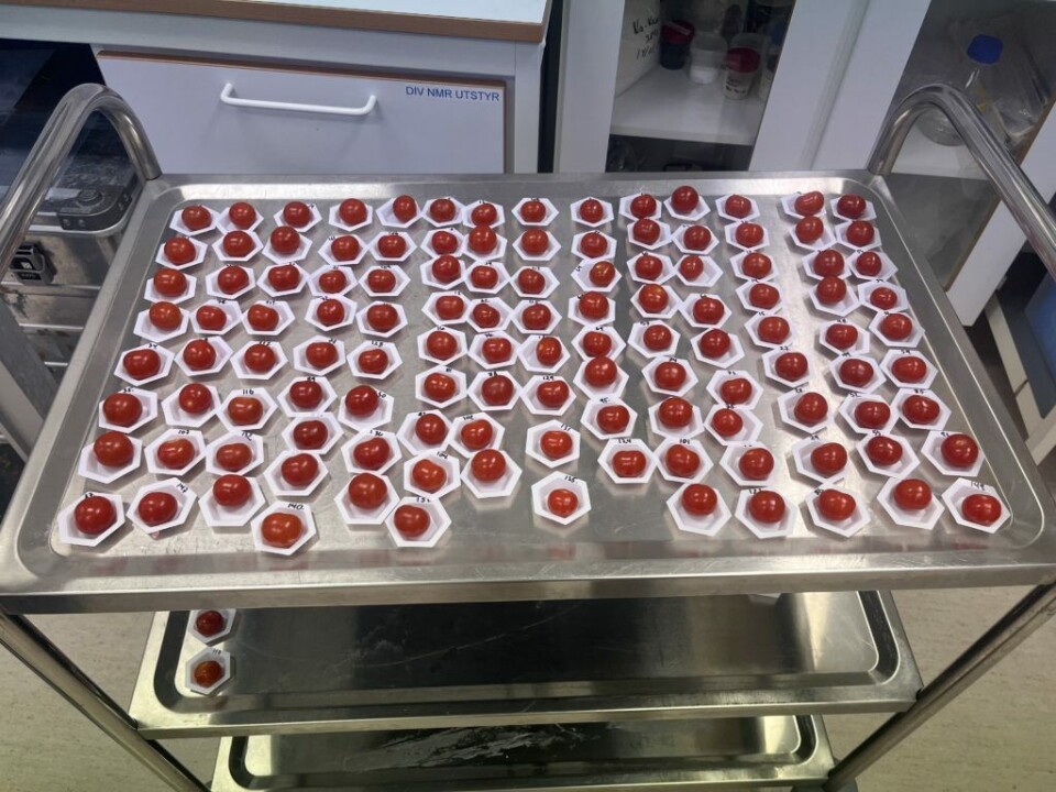 They look the same with similar redness, but the Brix value for these tomatoes increases from 5 to 9 from the left to the right.